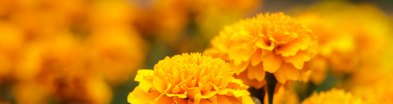 Geboortebloemen van oktober: twee bloemen die bewijzen dat de herfst allesbehalve grijs is