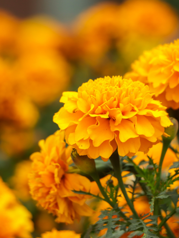 Geboortebloemen van oktober: twee bloemen die bewijzen dat de herfst allesbehalve grijs is