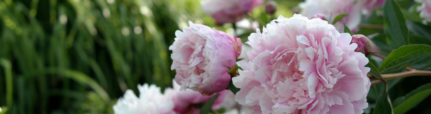 Dol op pioenrozen? Ontdek 8 prachtige bloemen die op pioenen lijken