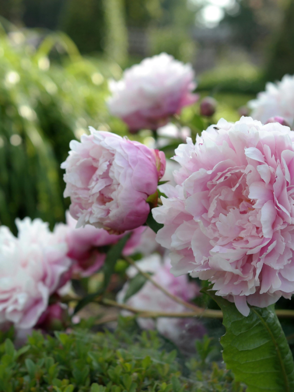 Dol op pioenrozen? Ontdek 8 prachtige bloemen die op pioenen lijken